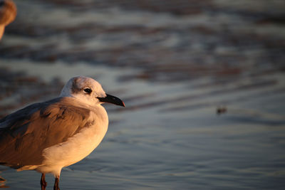 Close-up of bird perching on lake