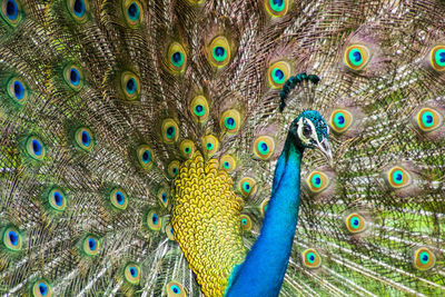 Full frame shot of peacock