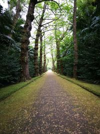 Road amidst trees in forest