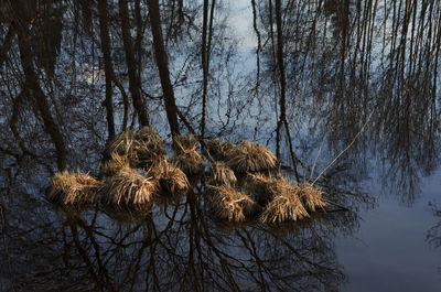 Bare trees in forest against sky during winter