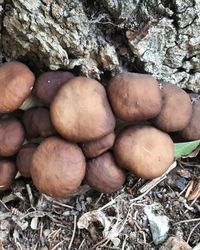 High angle view of potatoes