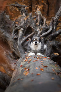 Portrait of a young finnish lapphund dog lying down on a big fallen tree in autumn or fall season 