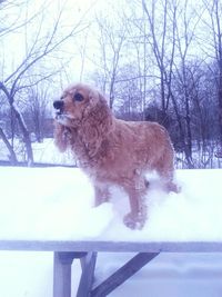 Dog on tree trunk