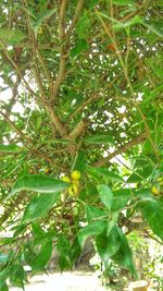 Low angle view of fruits growing on tree