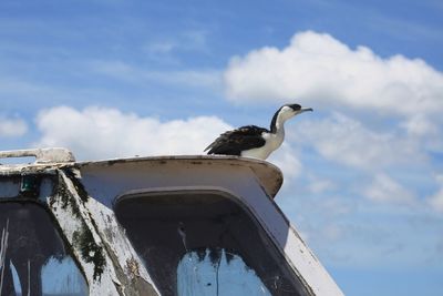 Seagull perching on boat against sky