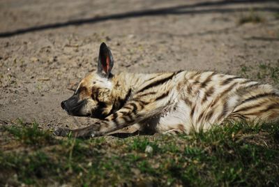 Hyena sleeping on fielding
