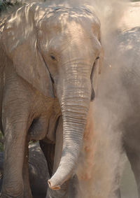 Close-up of elephant