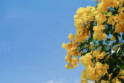 Closeup group of blossom yellow flowers isolated on the blue clear sky background with copy space