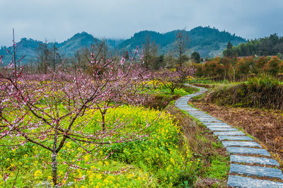 Scenic view of flowering plants on field against sky