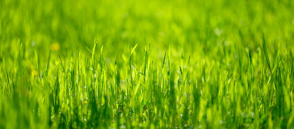 Lawn with green lush grass in the park on a spring day, banner