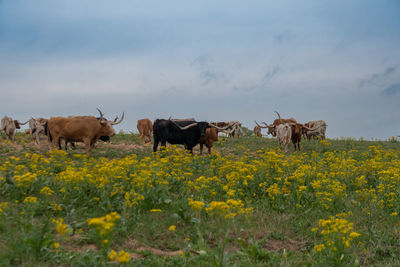 Herd of longhorn cattle grazing in pasture full of yellow flowers.