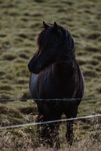 Close-up of horse standing on field