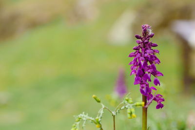 Close-up of purple flowering plant
