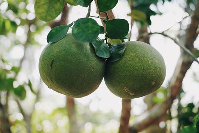 Close-up of pummelos growing on tree