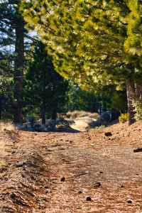 Dirt road amidst trees in forest