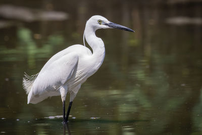 White heron in lake