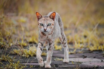 Portrait of a cat on field