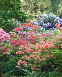 Close-up of flowers growing on tree