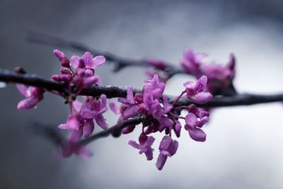 Close-up of pink flowers on branch