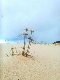 Plants on beach against sky