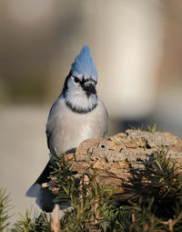 Close-up of bird perching on wood