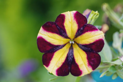 Close-up of purple flowering plant