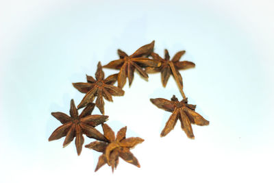 High angle view of berries on white background