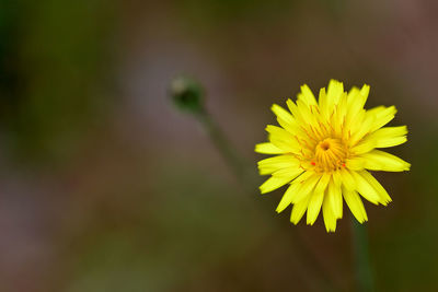 Close-up of yellow flower blooming outdoors