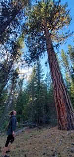 Man standing by tree trunk in forest