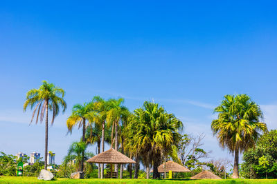 Palm trees against clear blue sky