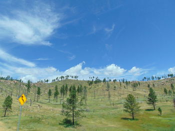 Trees on field against sky