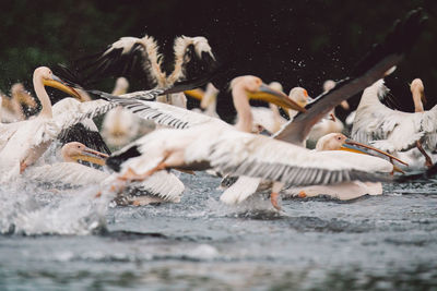 View of pelicans on a lake