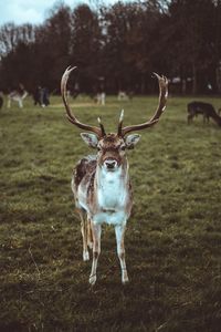 Deer in a field