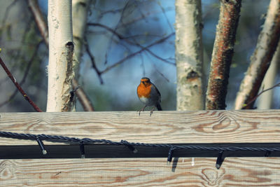 Close-up of bird perching on wood