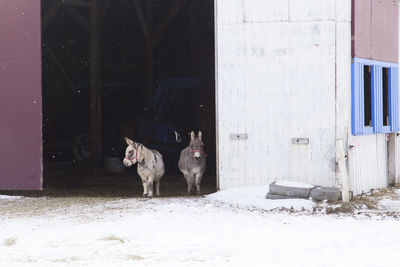 Two miniature donkeys standing in the entrance of a barn peeking out in winter