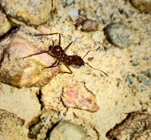 Close-up of insect on rock