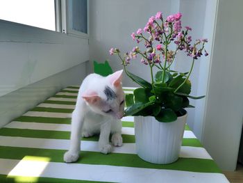 White cat on bed