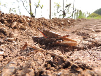 Close-up of insect on ground