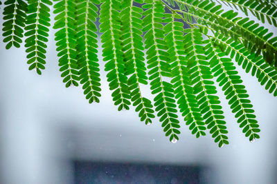 Close-up of fern leaves against blurred background