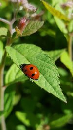 Close-up of ladybug on leaf