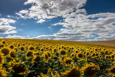 Scenic view of sunflower field against sky