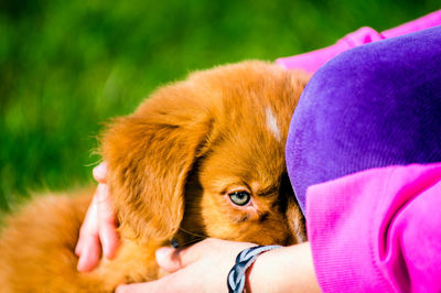 Close-up of a dog