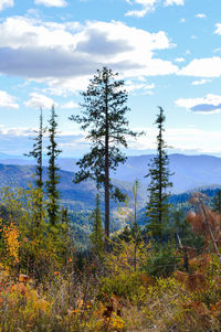 Trees in forest against sky