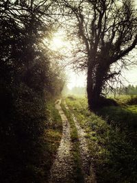 View of empty road along trees