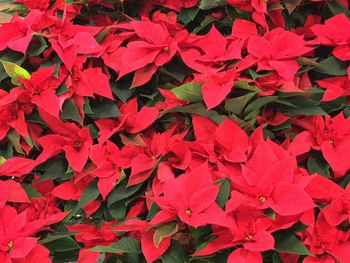 Full frame shot of red leaves