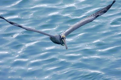 High angle view of bird swimming in water