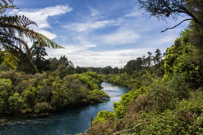 River amidst trees in forest against sky