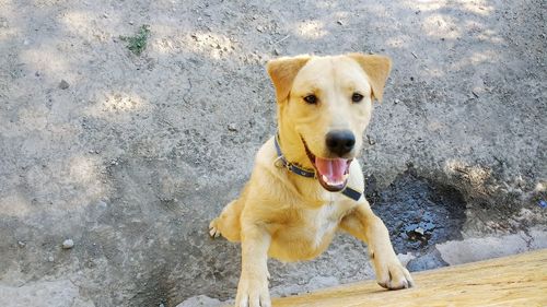 Portrait of dog standing outdoors