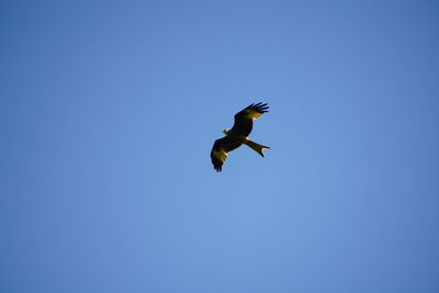 Low angle view of a bird flying