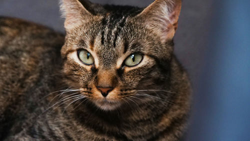 Close-up portrait of tabby cat